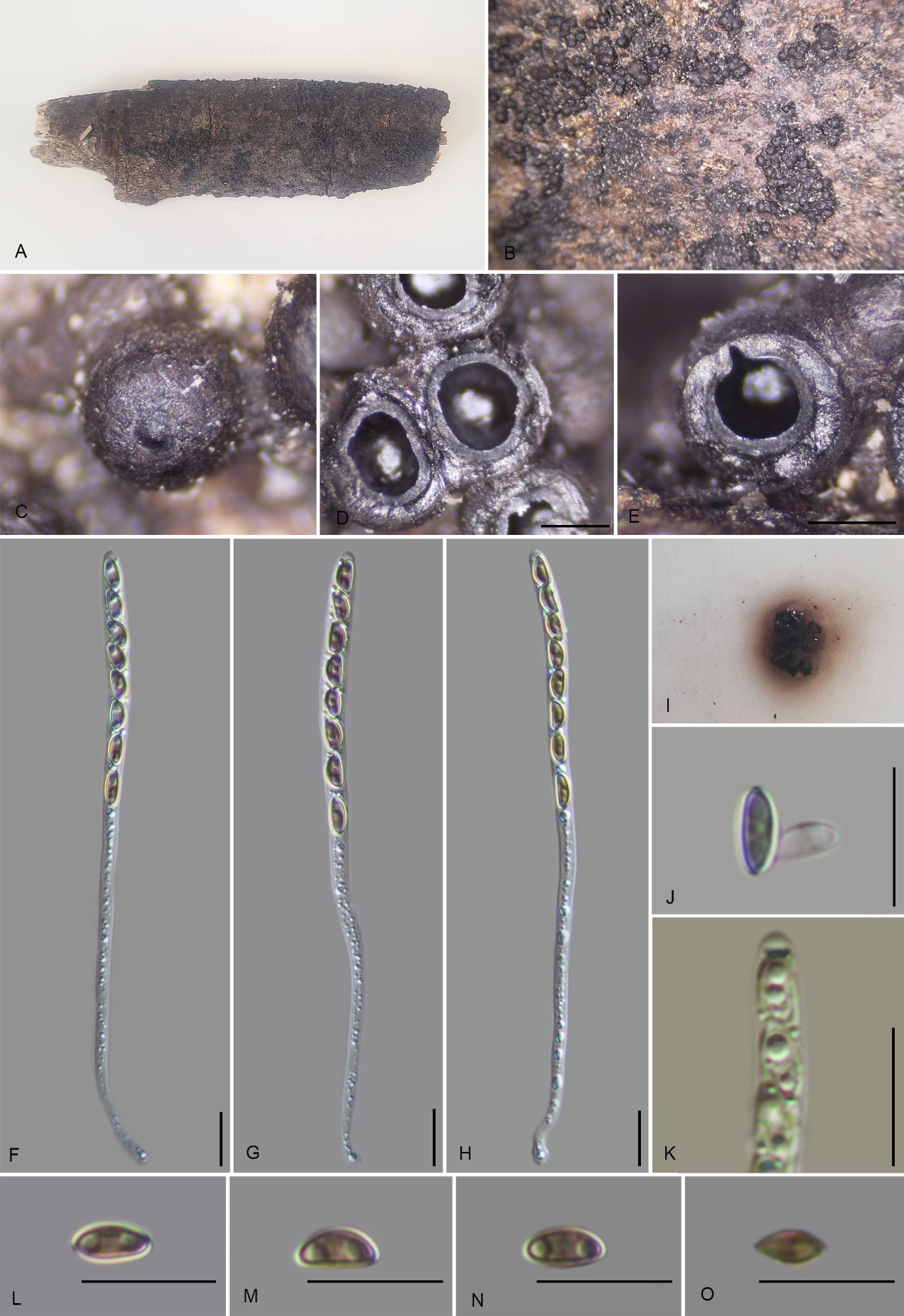 Figure 19